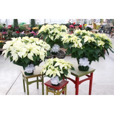 White Poinsettia